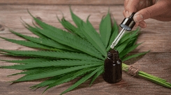 Paraguai avança rumo à legalização controlada da cannabis: um debate econômico e social