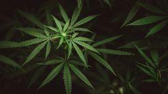 Cannabis Industry Strikes in the US Reach Record Duration