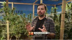Globo Rural covers medicinal cannabis and industrial hemp in special report