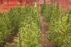 Associação obtém salvo-conduto para cultivo de cannabis medicinal