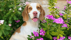 Meet Flora, the Little Dog Who Overcame Seizures with the Help of Cannabis