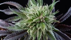 Mimosa: a variedade de cannabis que revolucionou o mercado