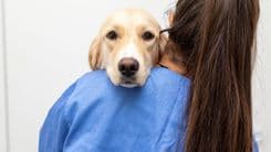 Uso da Cannabis sativa avança na medicina veterinária de pequenos animais, aponta estudo brasileiro