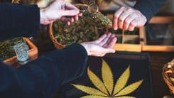 Mercado de tabacaria movimenta R$ 870 milhões no Brasil; parceria entre Bem Bolado e Planet Hemp reforça o potencial do segmento