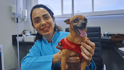 Cannabis Good for Dogs: How Cannabis Has Transformed the Lives of Pets