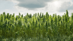 Report highlights environmental impacts of global drug policy