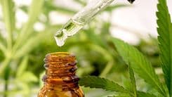 São Cristóvão, no Sergipe, regulamenta lei de acesso ao uso medicinal da cannabis no SUS