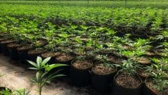 Associações podem ter mais espaço no debate sobre regulamentação do cultivo de cannabis no Brasil