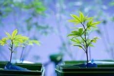 Cannabis Sativa, Indica e Híbrida: entenda as diferenças e qual a melhor opção para você