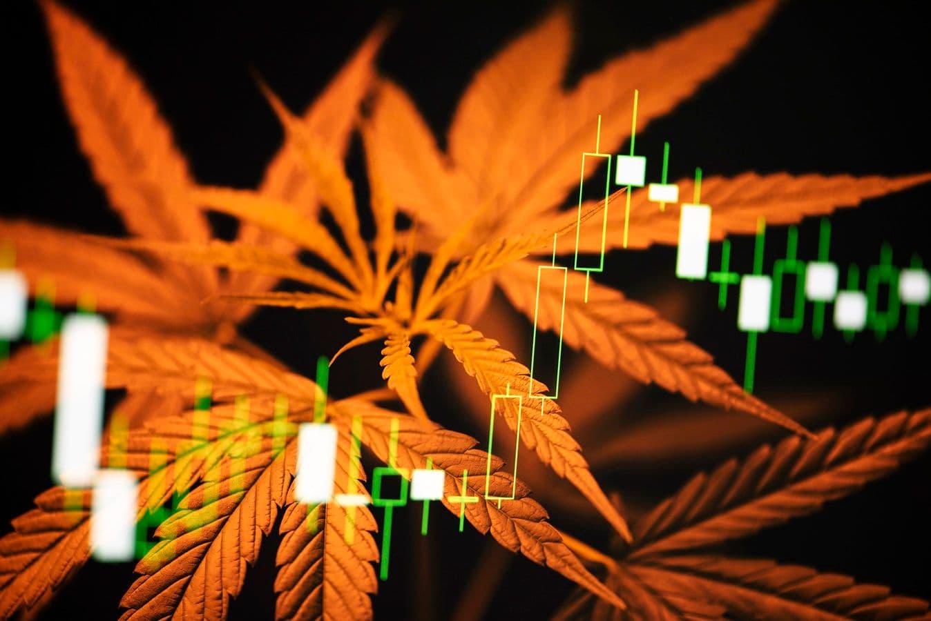 Crescimento do mercado medicinal da cannabis no Brasil: uma revolução em números e saúde