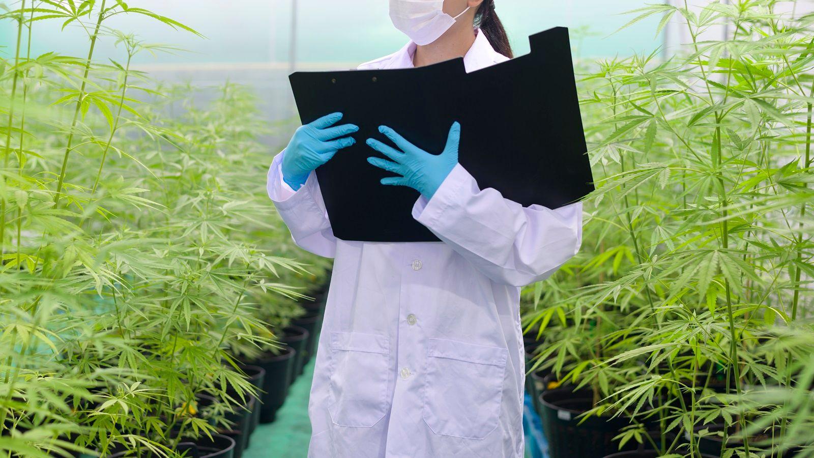 A importância do grau farmacêutico de produtos à base de cannabis medicinal