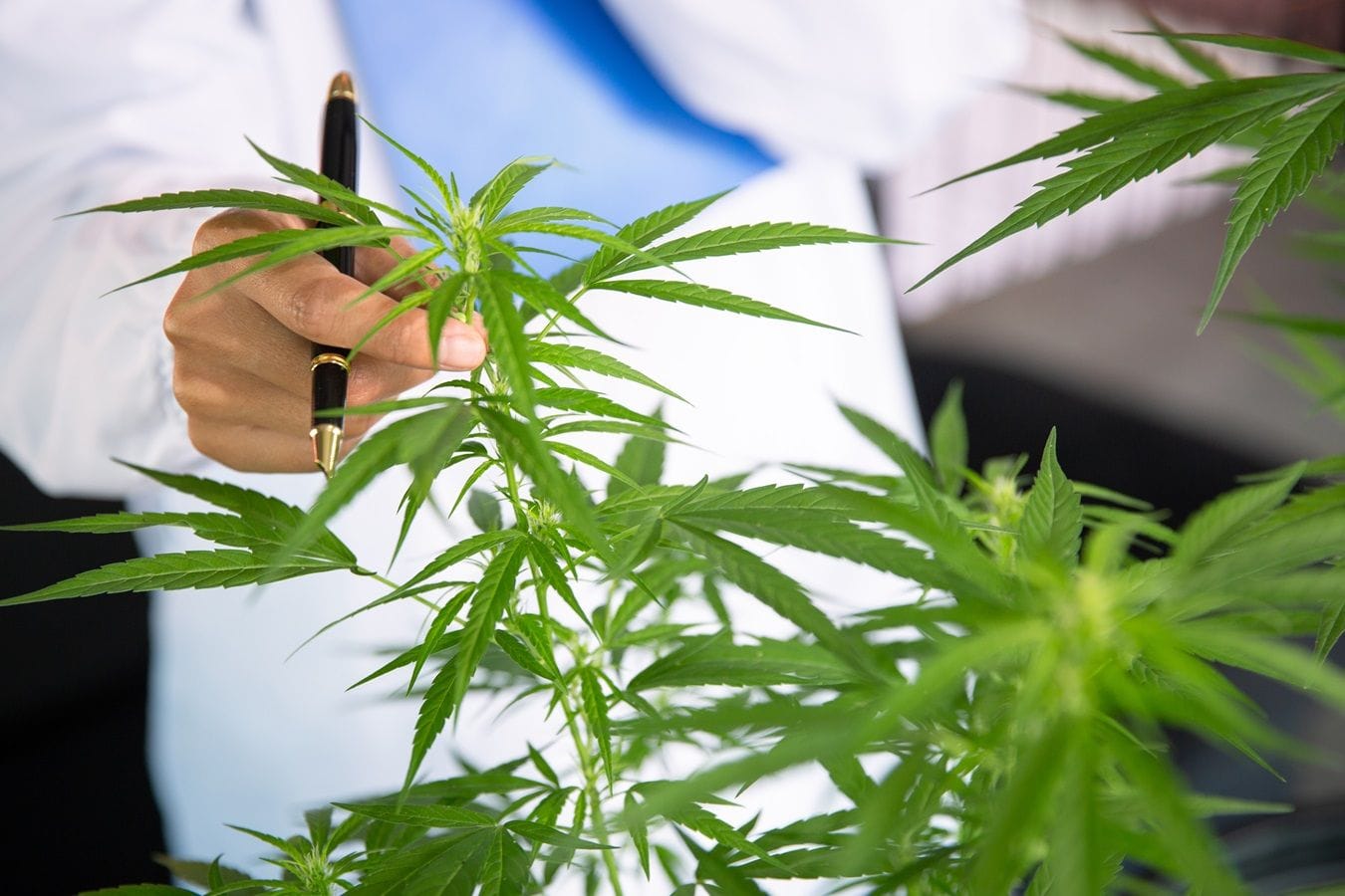 Ciência como aliada da cannabis: saber comunicar a pauta faz toda a diferença