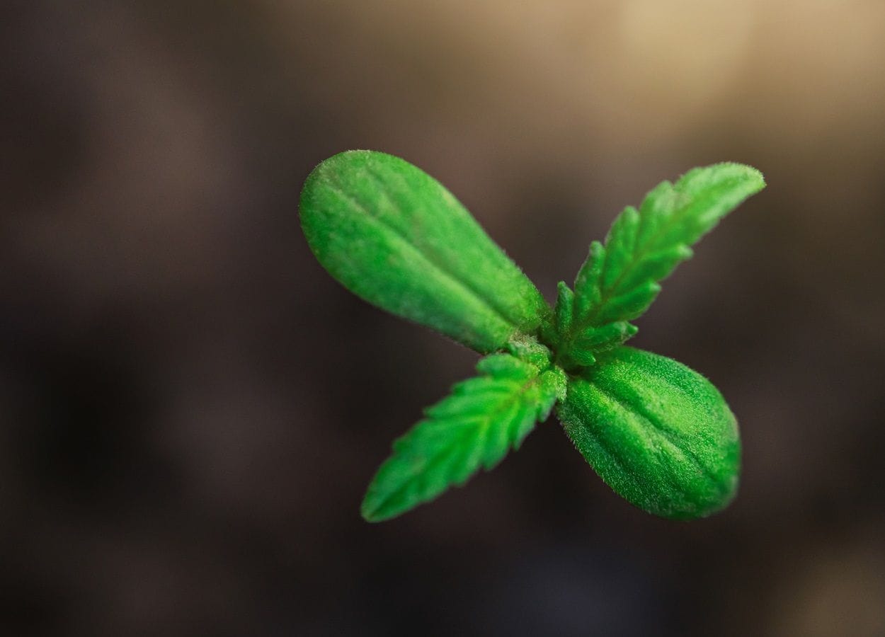 CBG, Dor crônica, cannabis