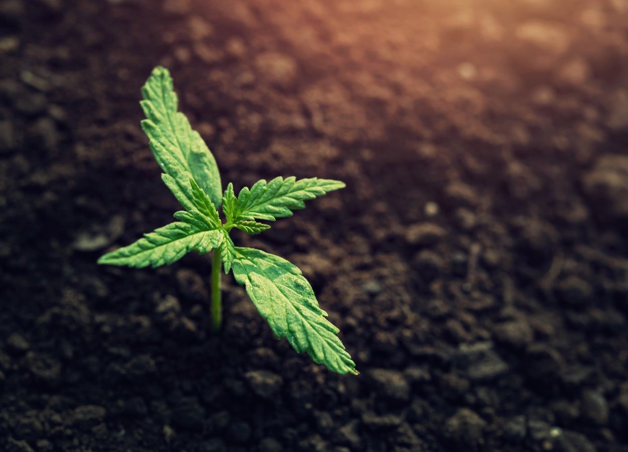 ICR, instituto, cannabis, regulação