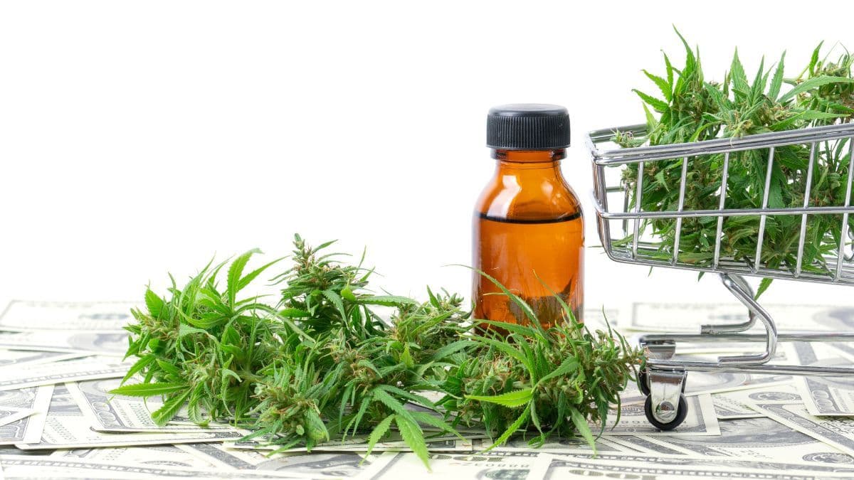 CBD isolado cresce no mundo e deve movimentar US$ 9,2 bilhões até 2033