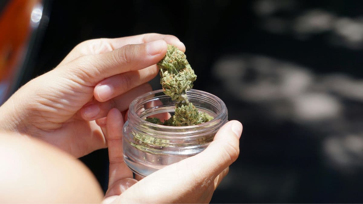 Mais acesso à cannabis, menos intoxicações: pesquisa traz novos dados sobre opioides