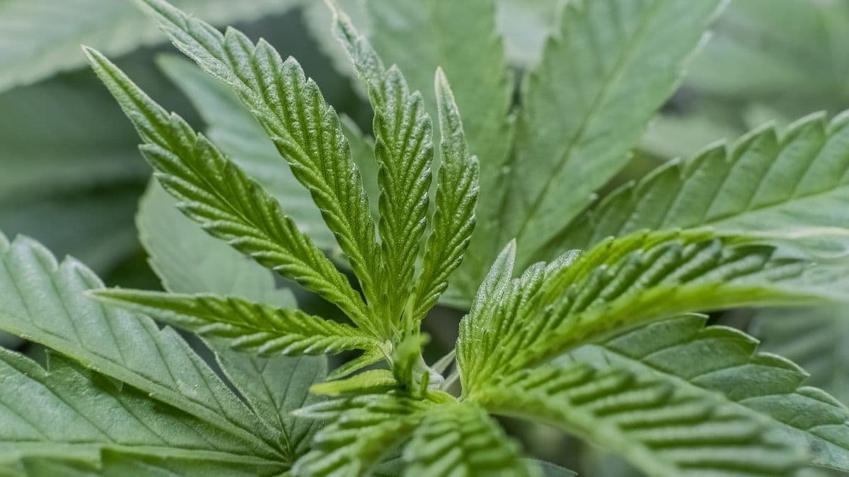 Cannabis impulsiona economia indígena nos EUA e lojas tribais batem recorde de expansão
