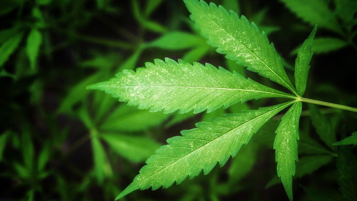O reencontro com um saber ancestral: indígenas Pankará avançam na cannabis medicinal