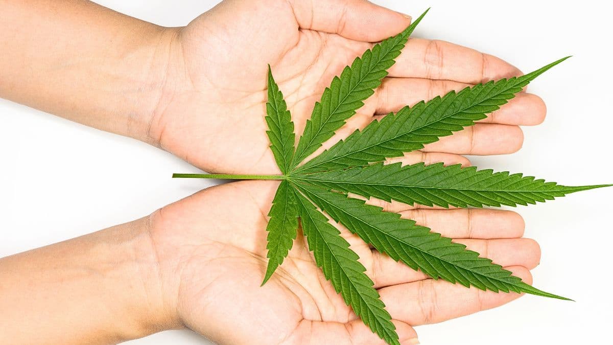 Fiocruz promove seminário sobre evidências em cannabis medicinal