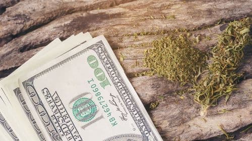 Imagem da noticia: Cannabis gera US$ 248 milhões em impostos e reforça força econômica da Califórnia