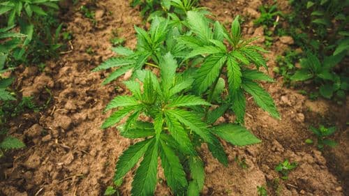 Imagem da noticia: E se tudo parasse amanhã? A cannabis pode se tornar um dos bens mais valiosos