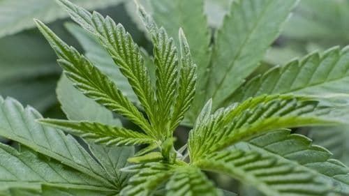 Imagem da noticia: Cannabis impulsiona economia indígena nos EUA e lojas tribais batem recorde de expansão