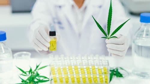 Imagem da noticia: Estudo brasileiro aponta melhora do sono e da qualidade de vida com uso prolongado de cannabis rica em THC