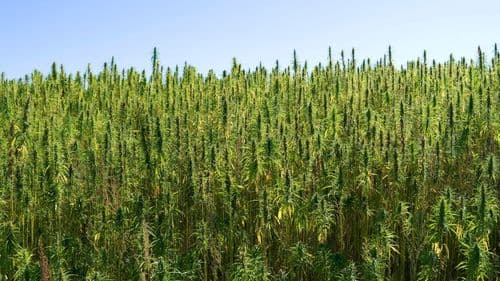Imagem da noticia: Adeus à burocracia: Nova Zelândia dá sinal verde para o cânhamo florescer